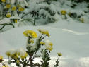 A photo of chrysanthemums in the snow